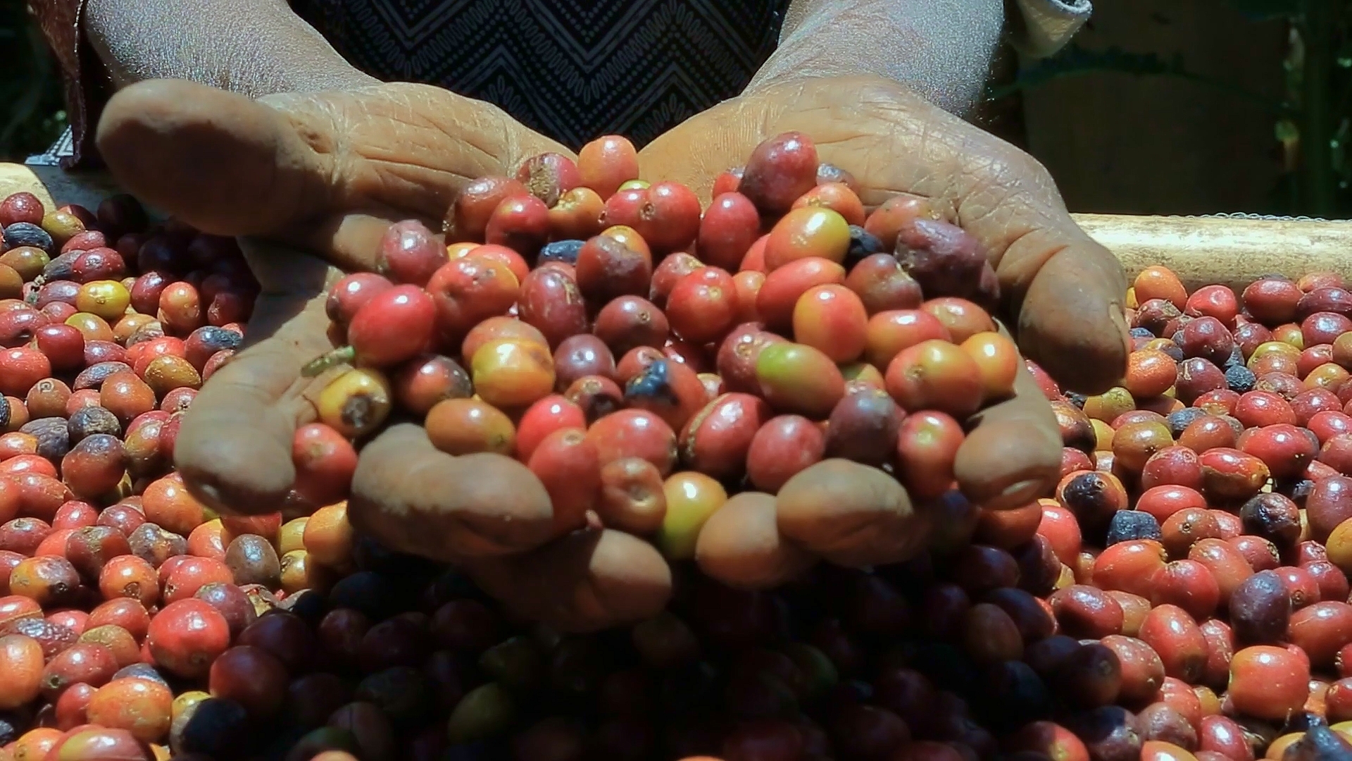 Kaffeproduktion i etiopien